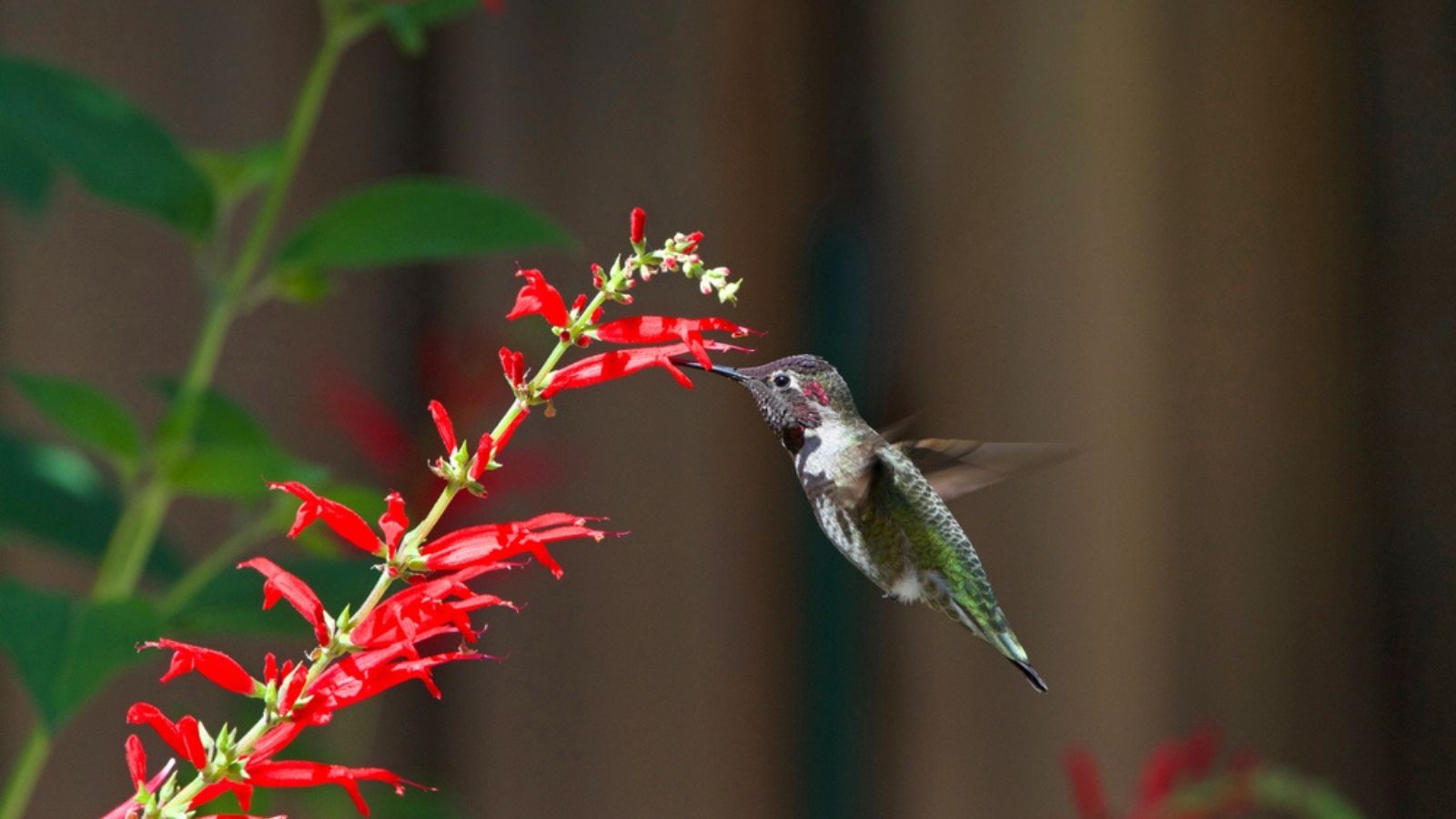 A hummingbird hovering to feed from red tubular salvia flowers