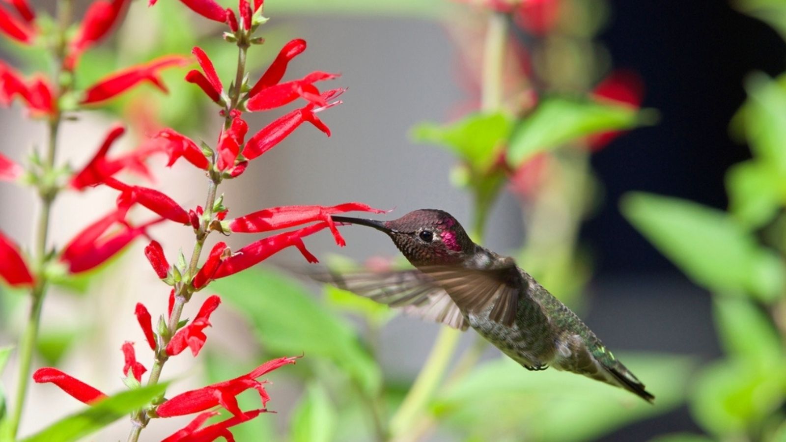 hummingbird drinking from pineapple sage