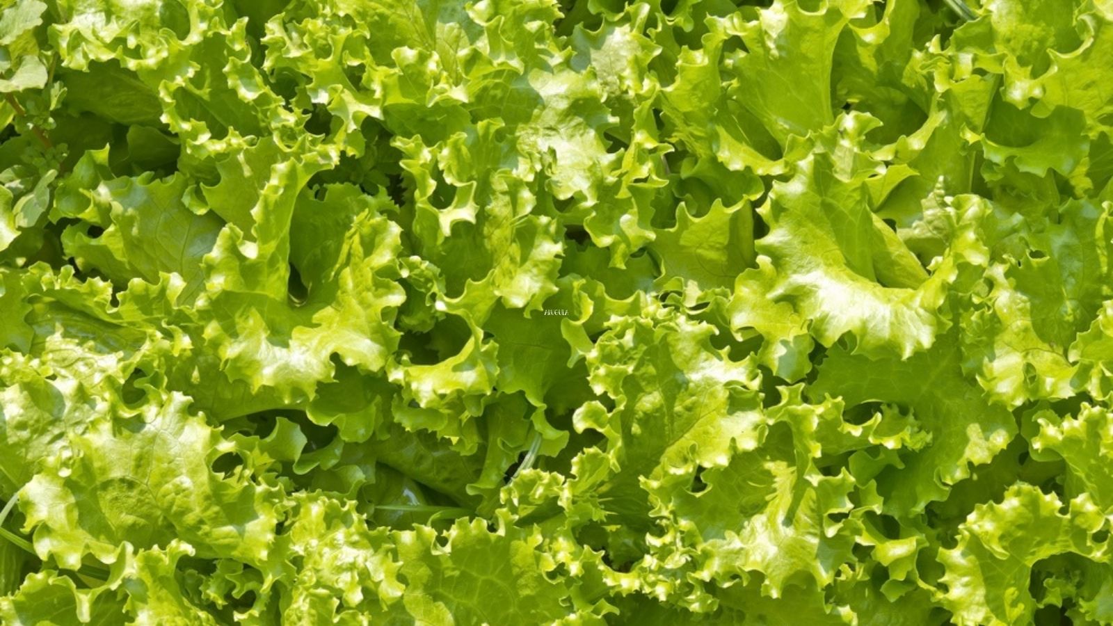 loose lettuce leaves