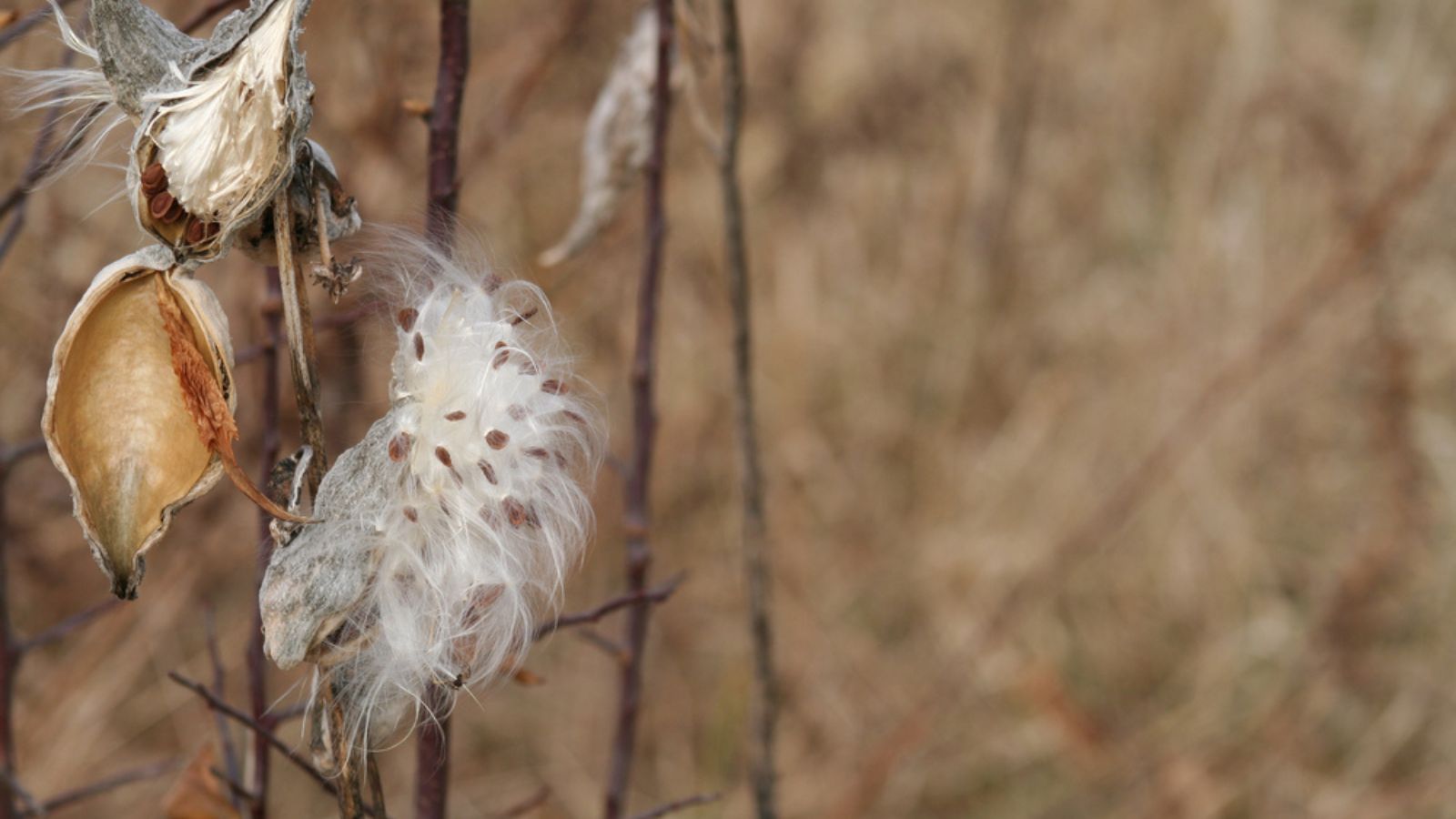 milkweed plant in winter