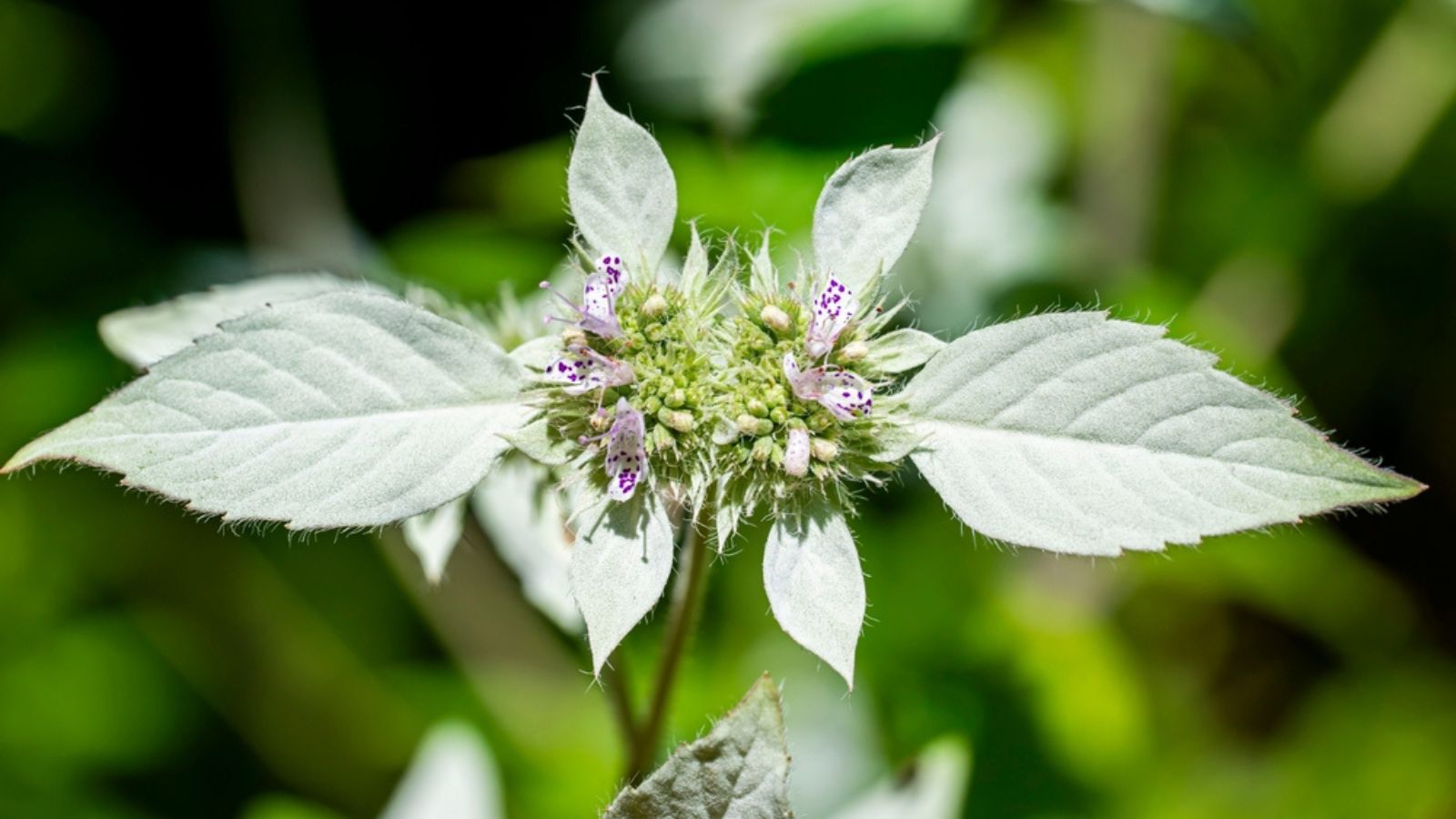 mountain mint