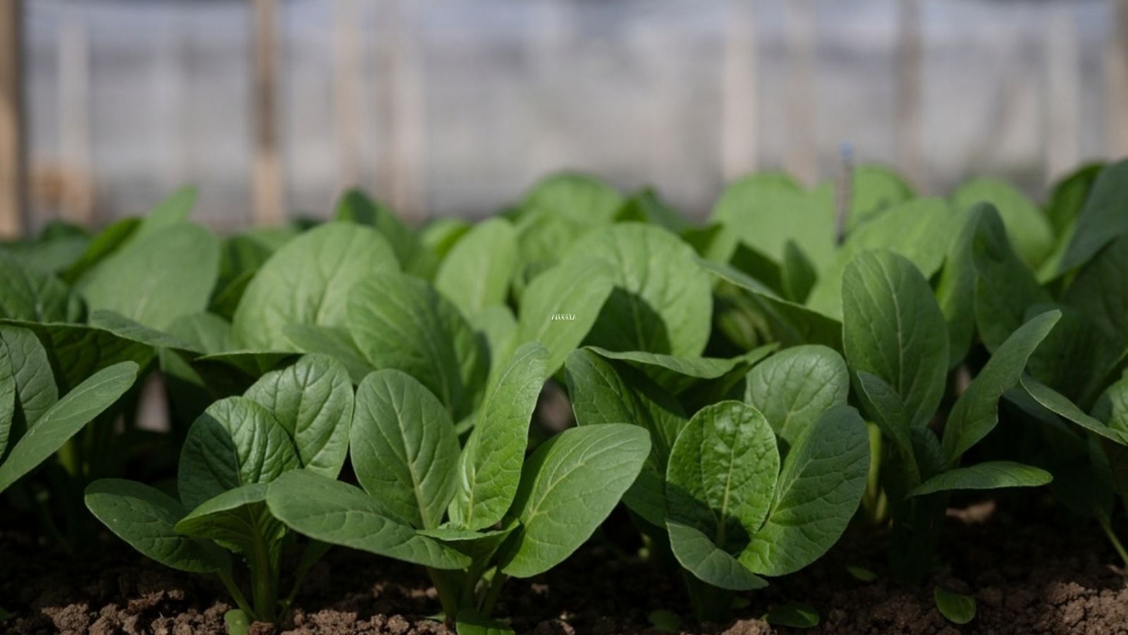 mustard greens growing