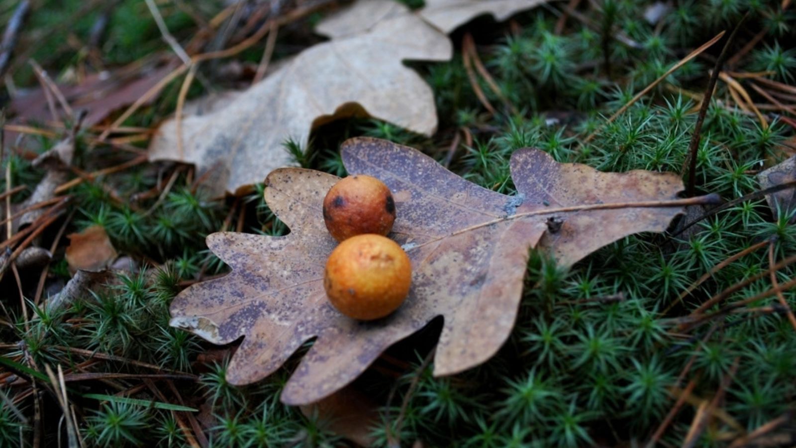 oak galls on leaf on the ground