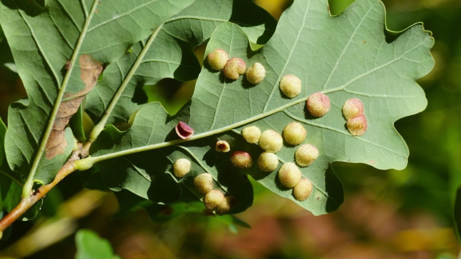 oak galls on underside of leaf