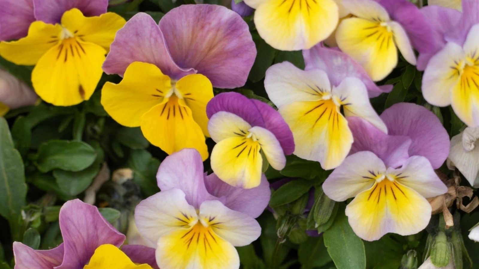 pansies
