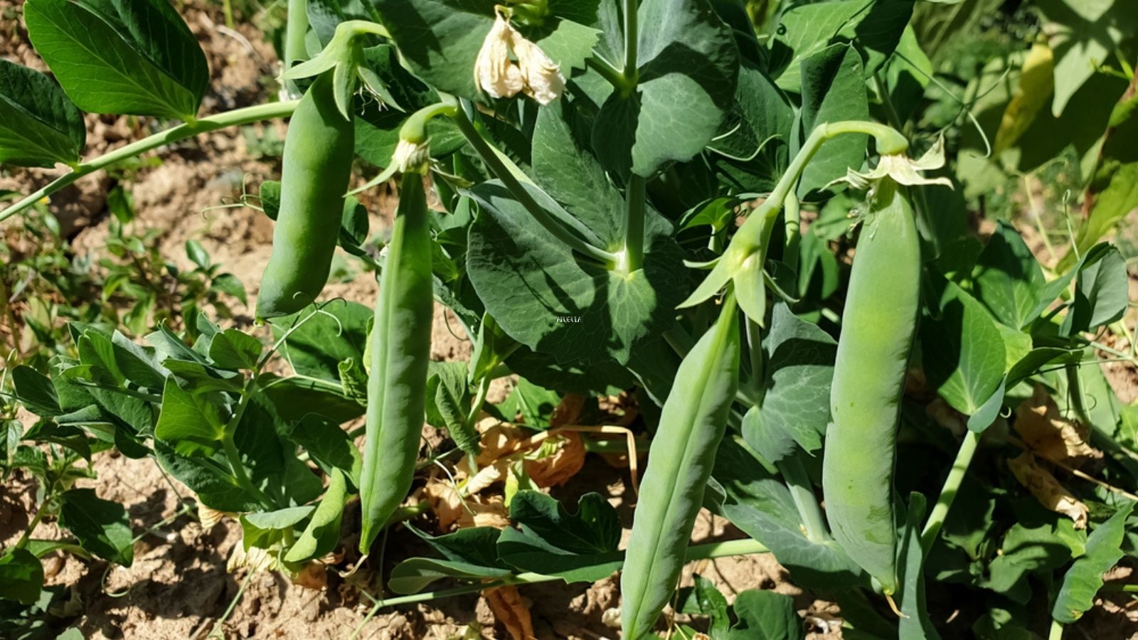peas growing