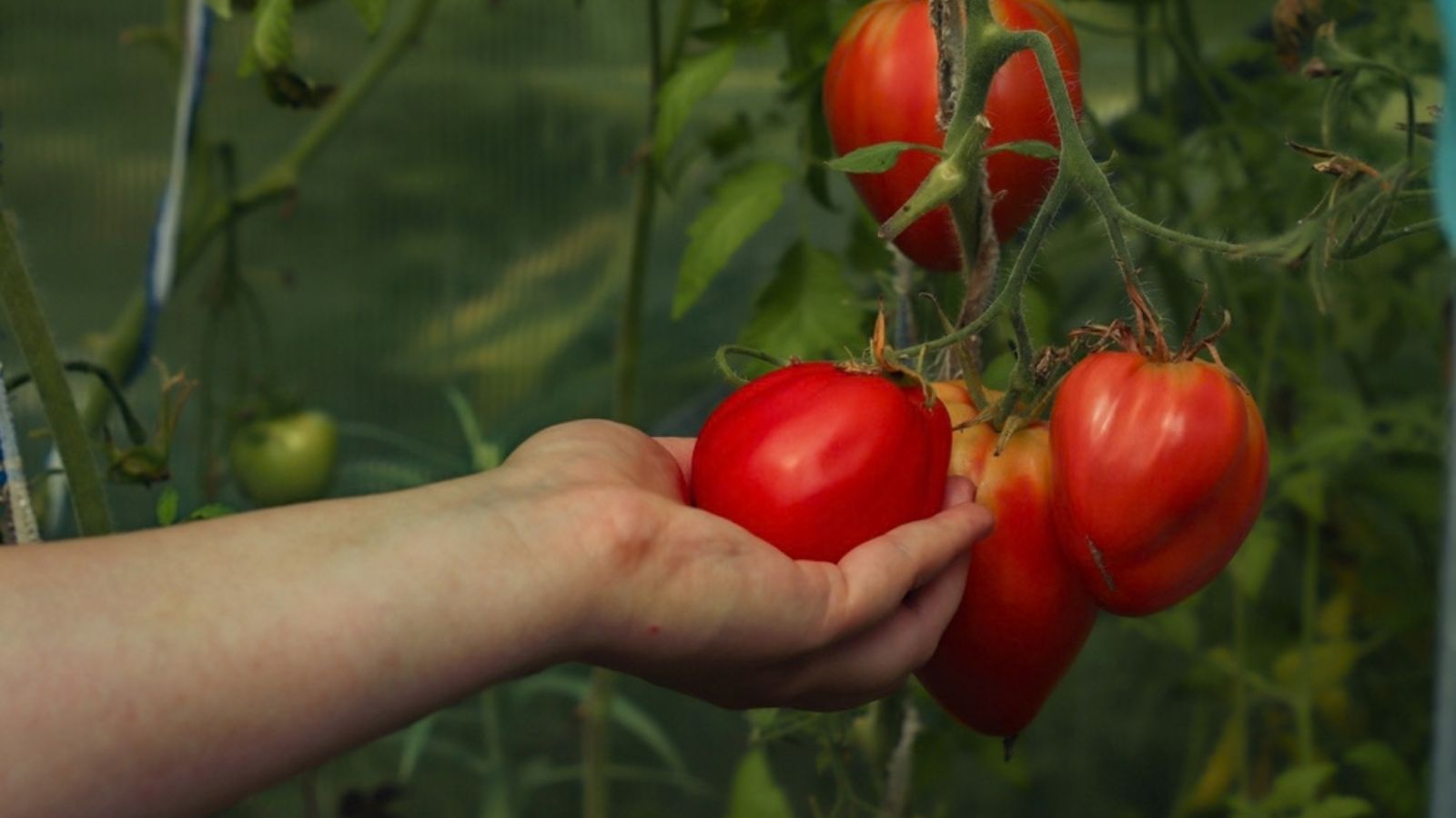 picking a ripe tomato