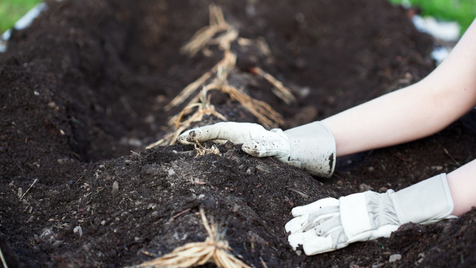 planting asparagus crowns