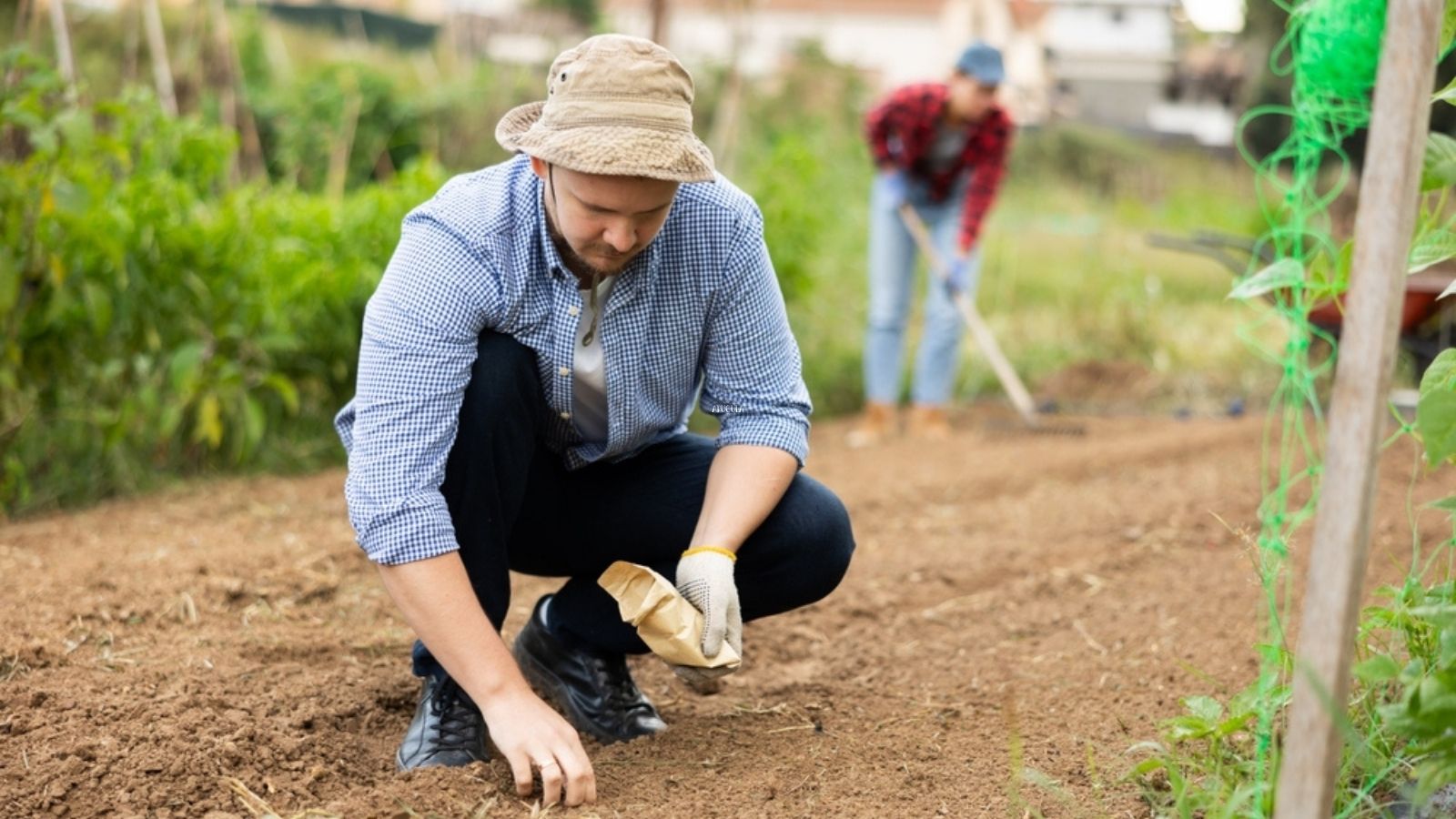planting seeds