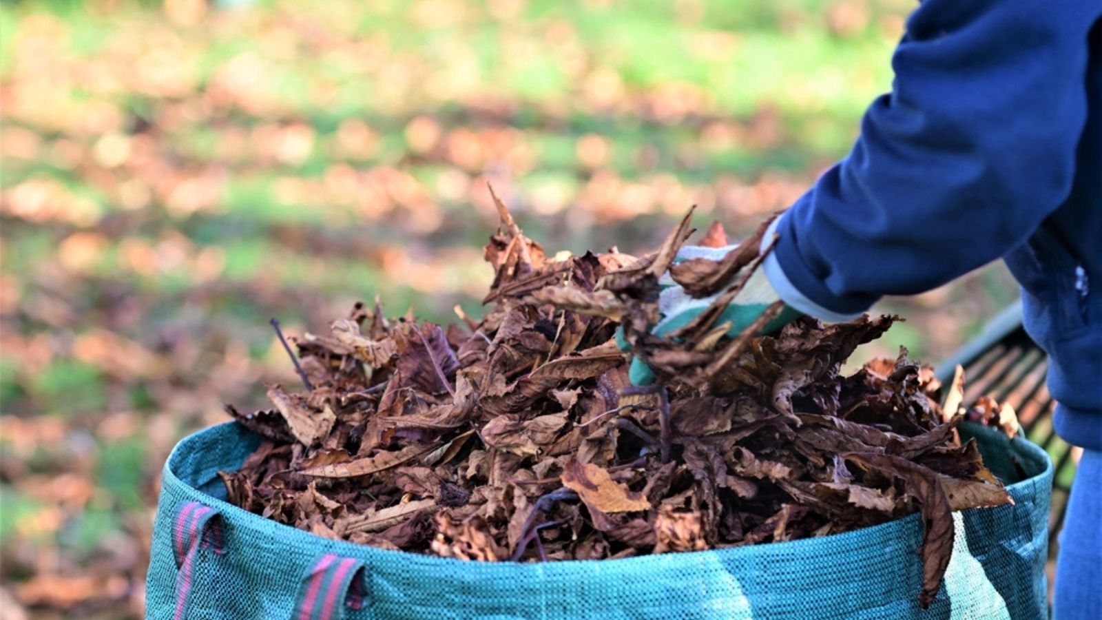 putting brown leaves in bag to store near compost heap