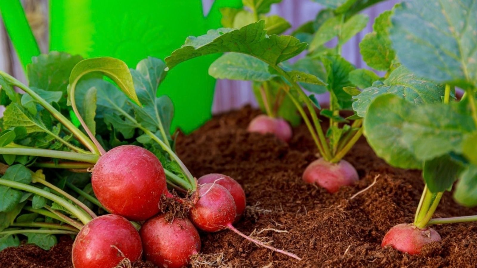radishes growing