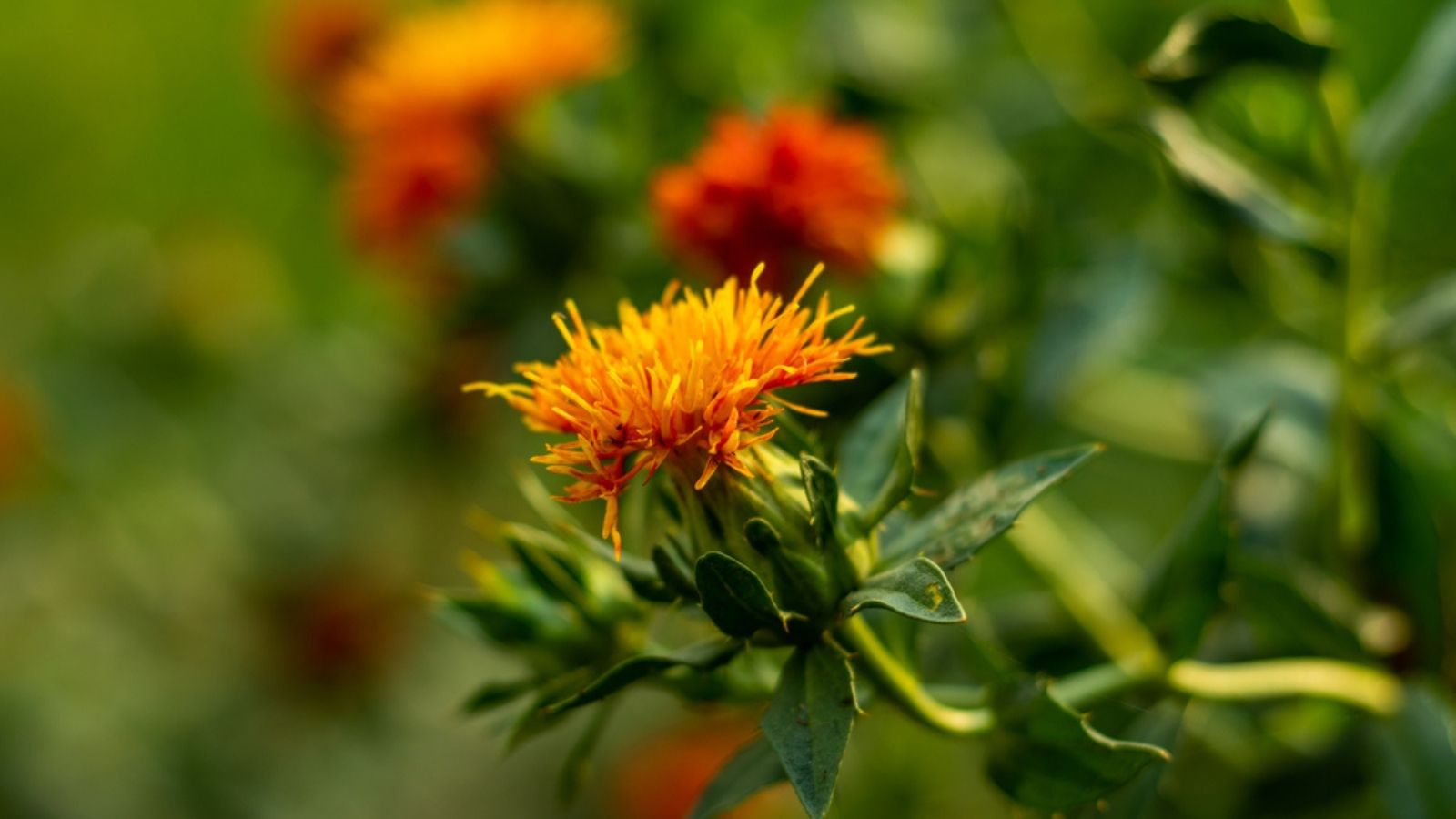 safflower plant