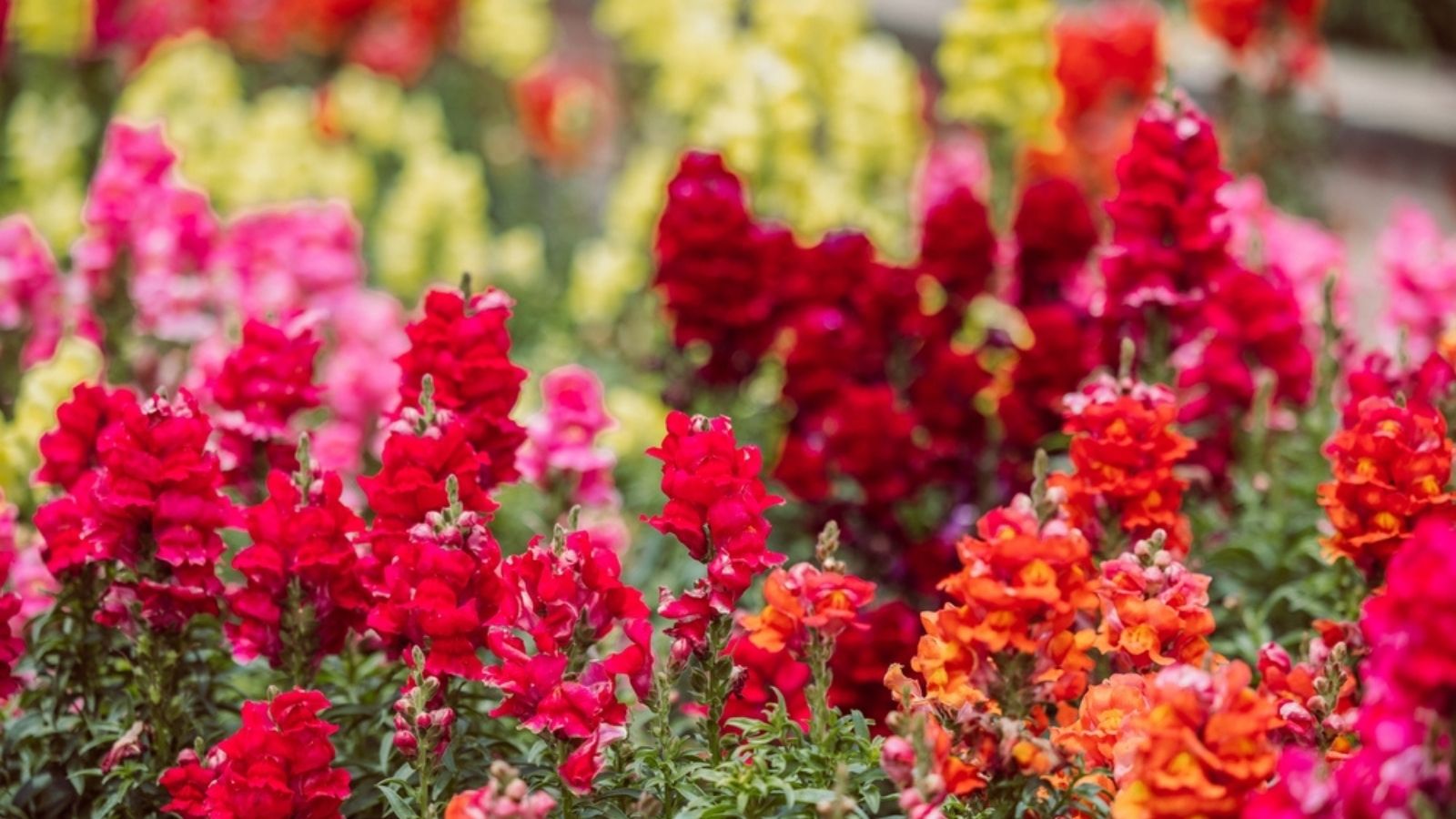 snapdragons