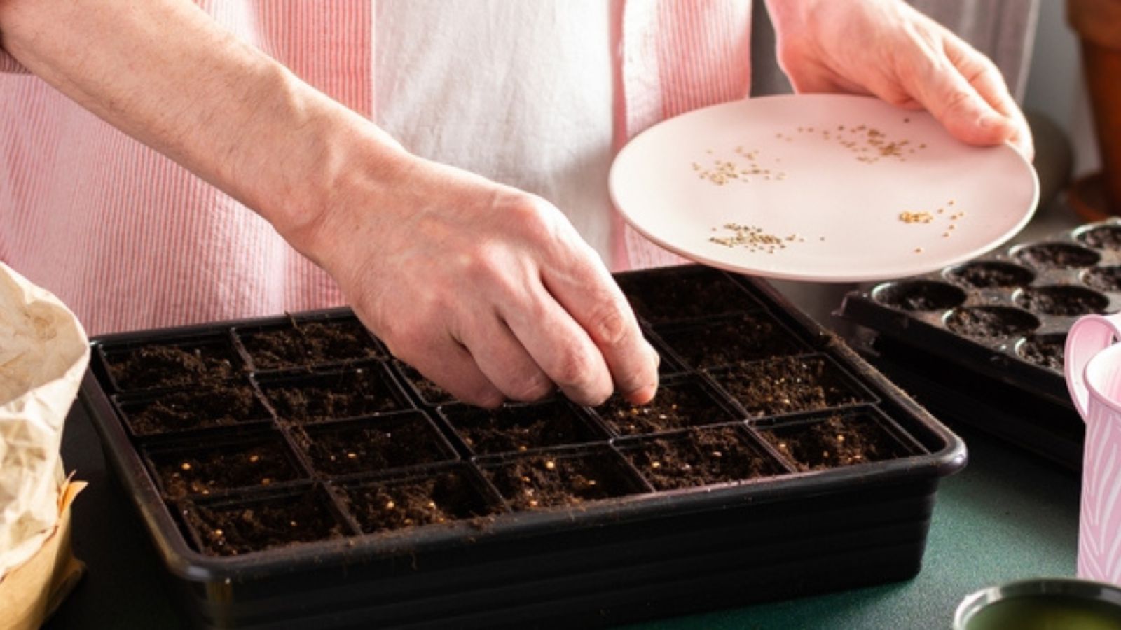 sowing tomato seeds