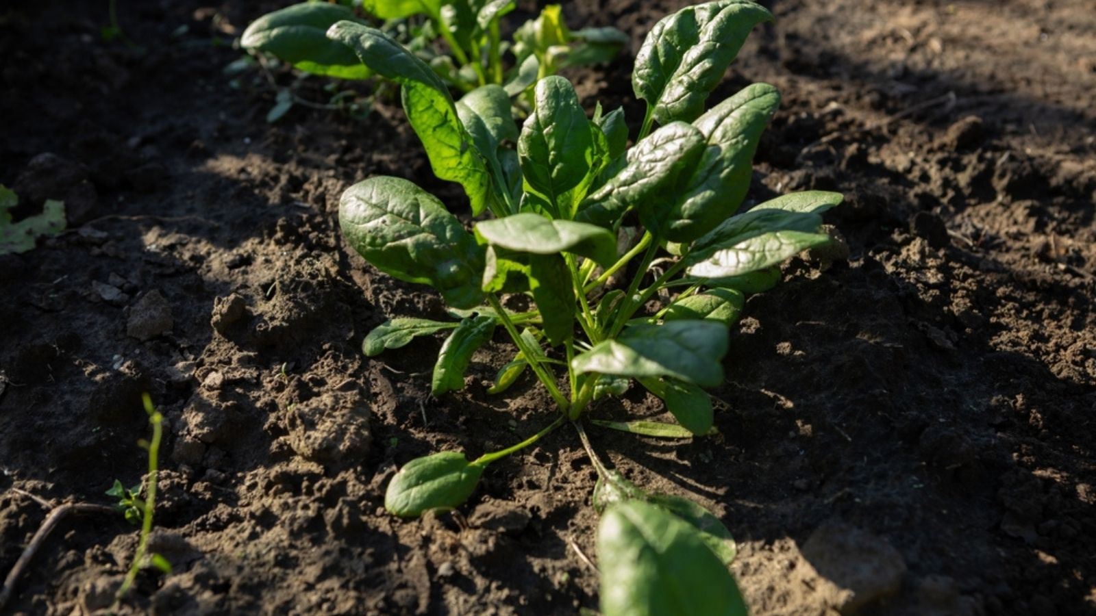 spinach growing