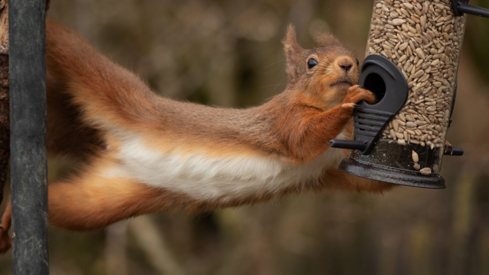 squirrel on a bird feeder
