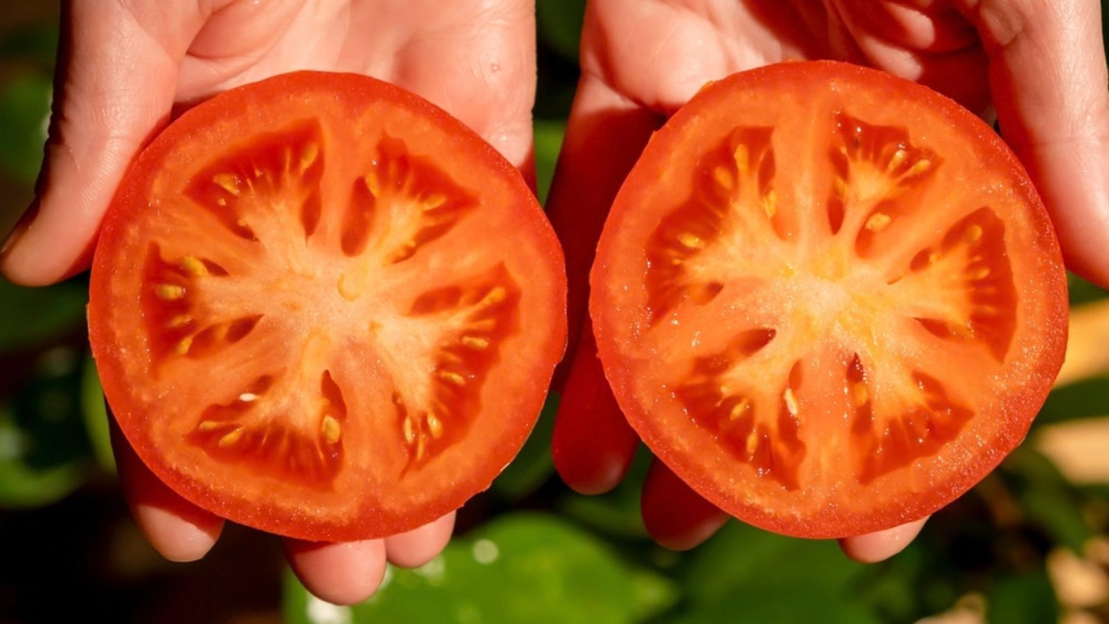 tomato cut in half showing seeds
