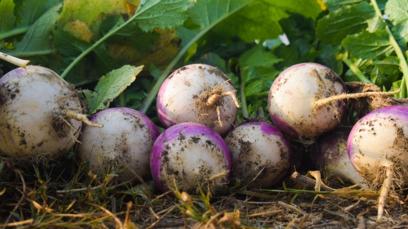 turnips growing
