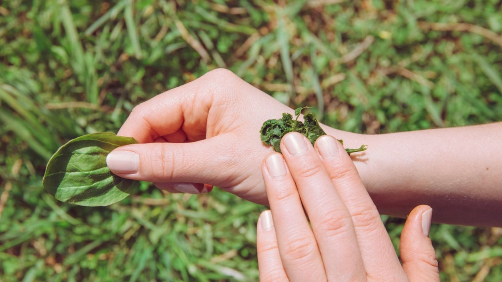 using broadleaf plantain leaf on a bite