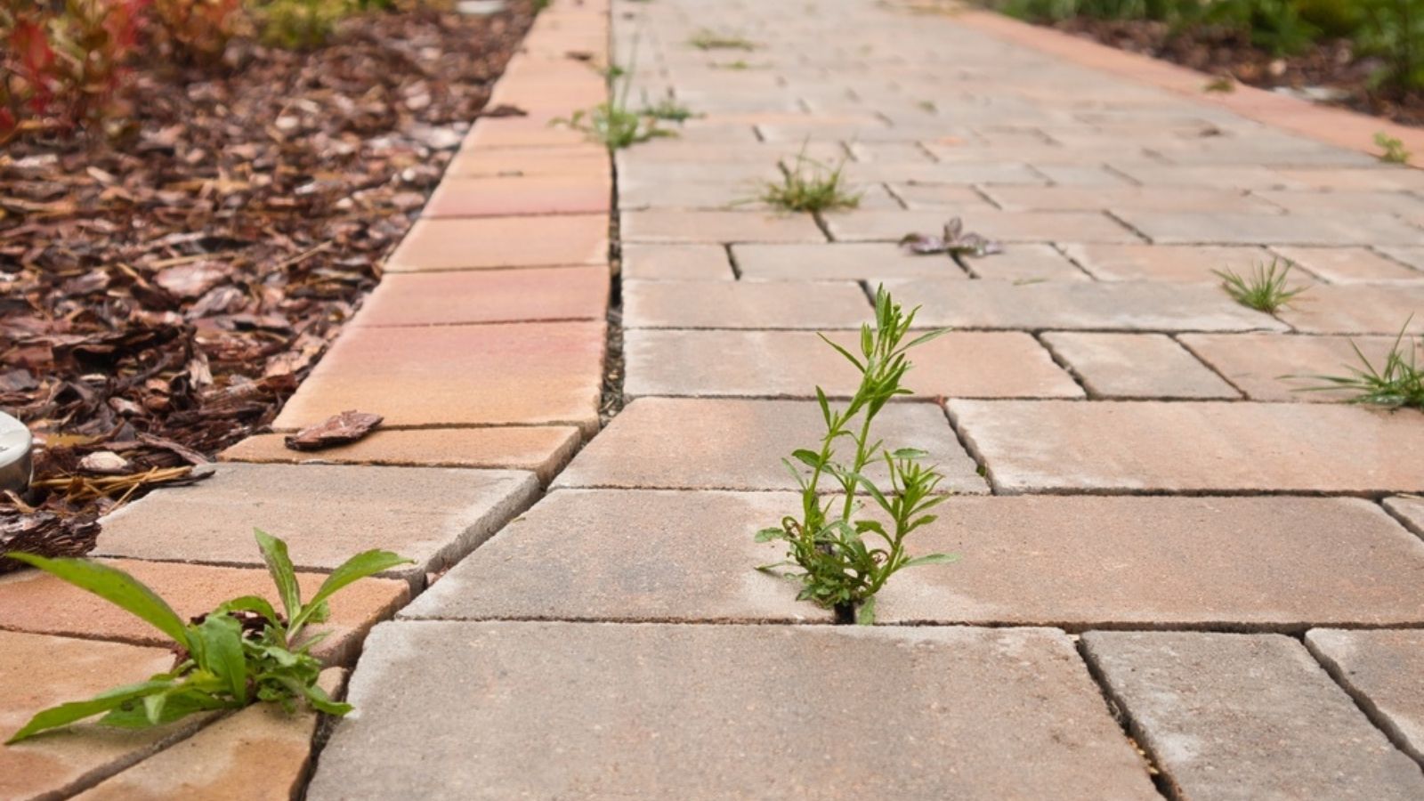 weeds between pavers