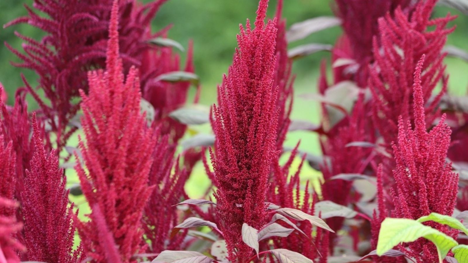 Amaranth