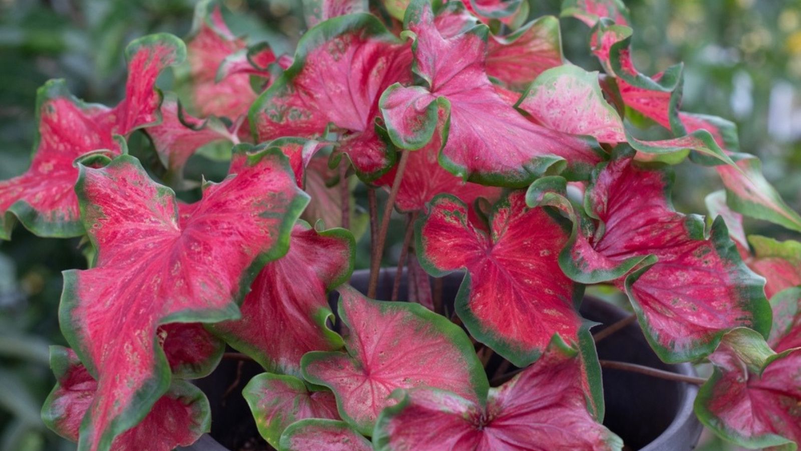 Caladium in a pot