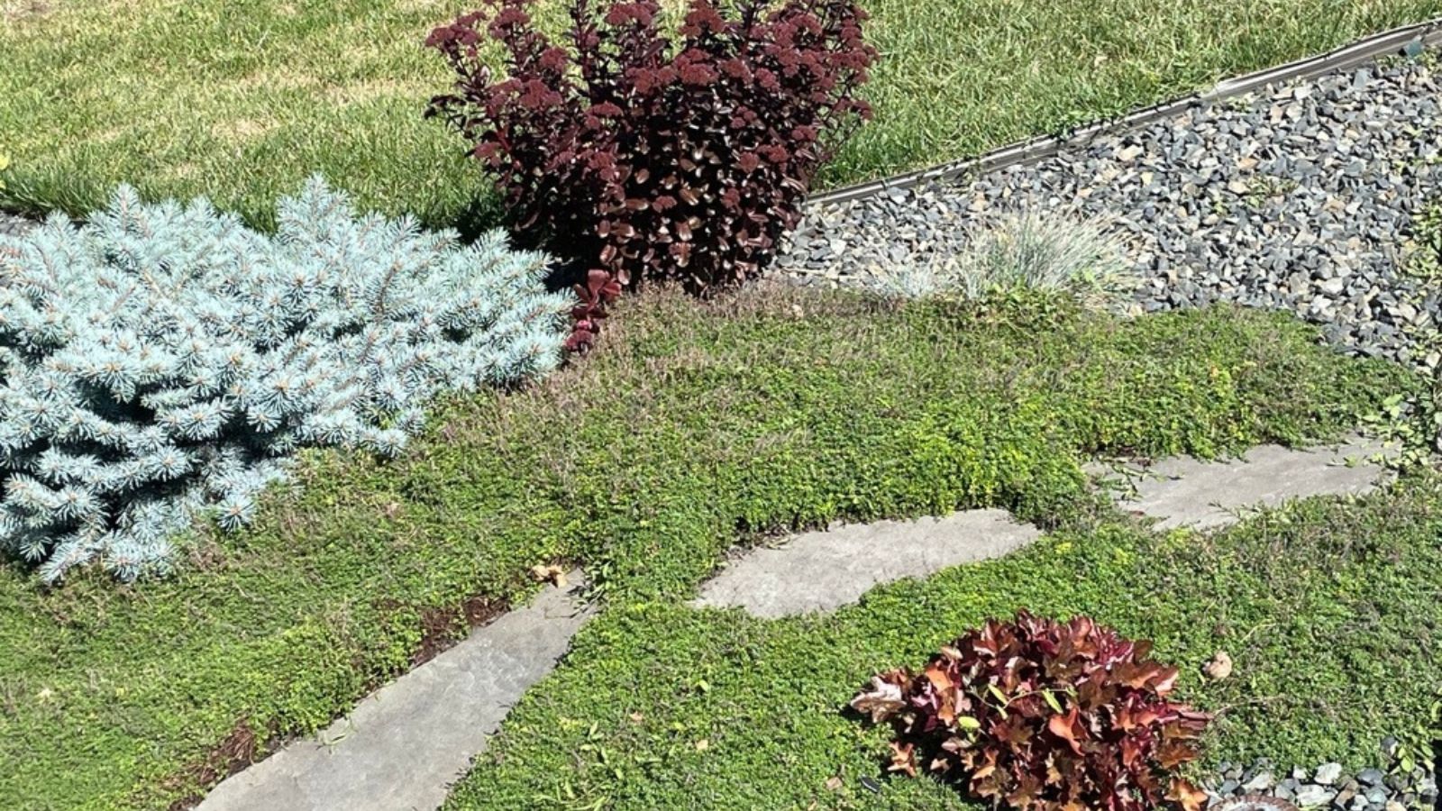 Creeping thyme growing
