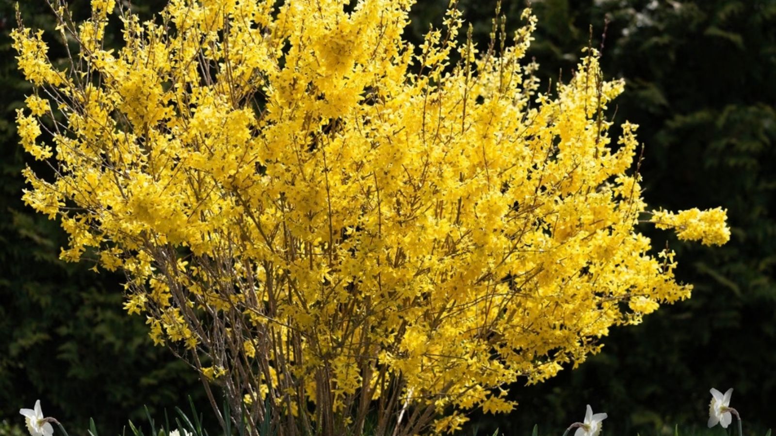 Forsythia