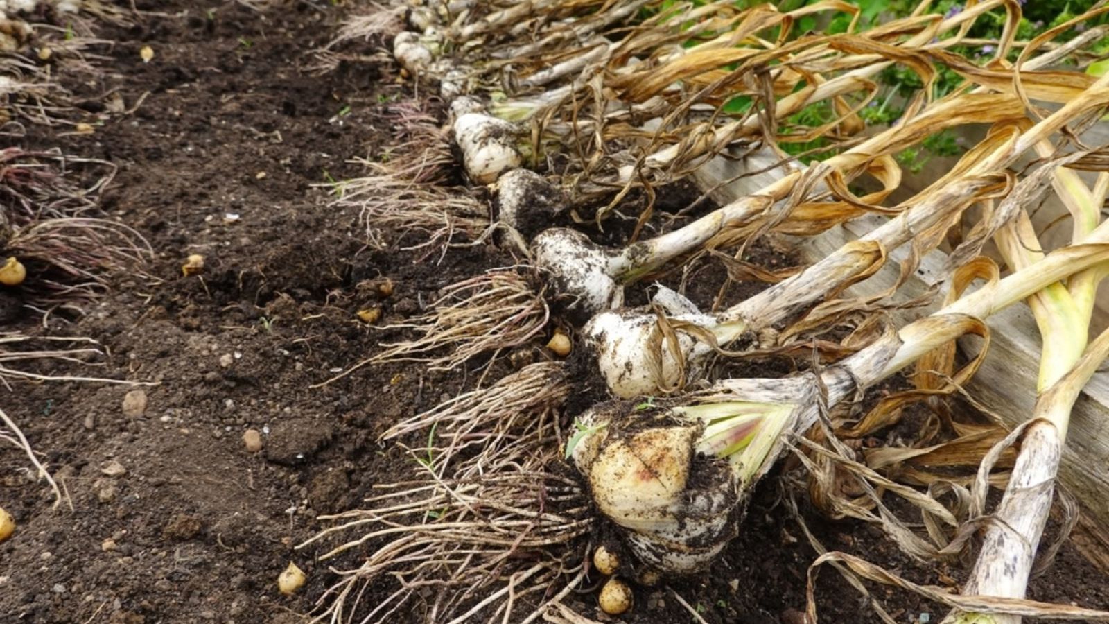Freshly harvested garlic