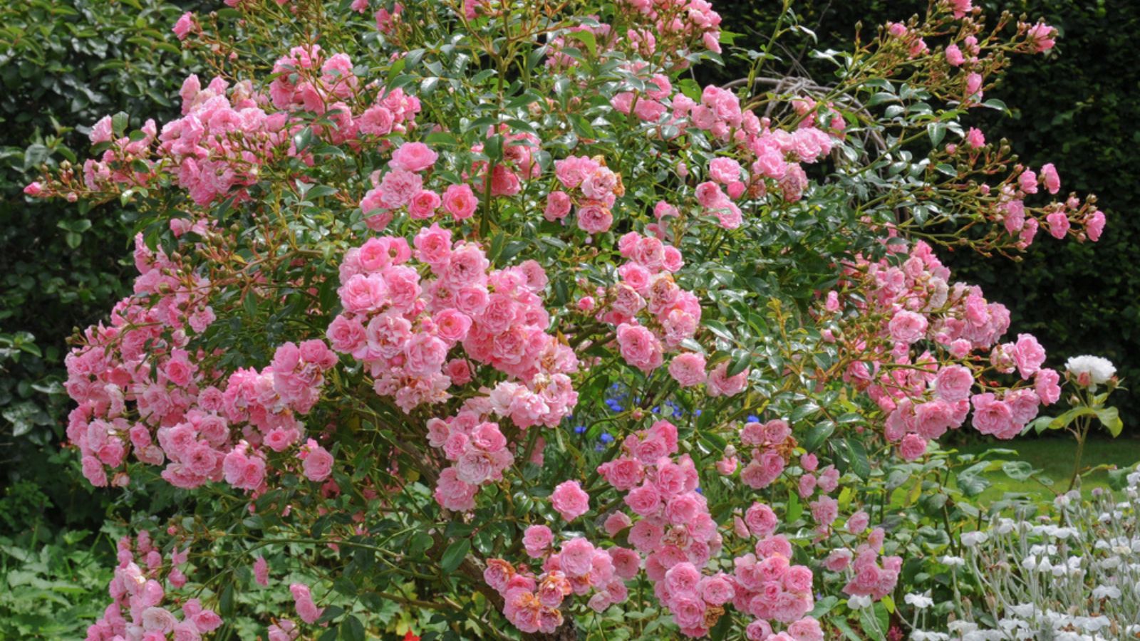 Rambling Rose
