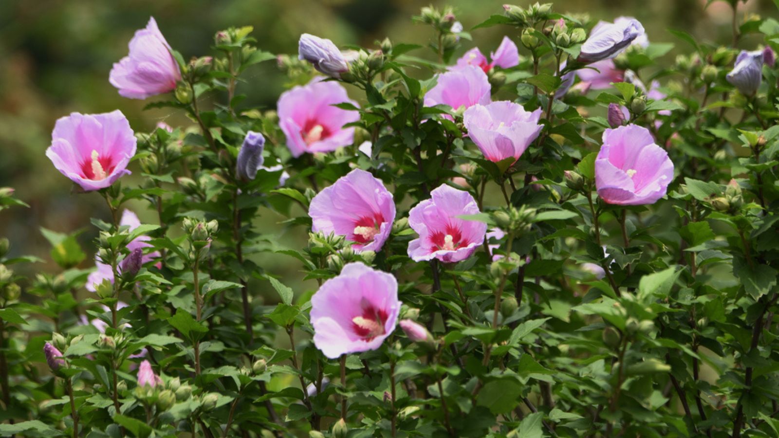 Rose of Sharon