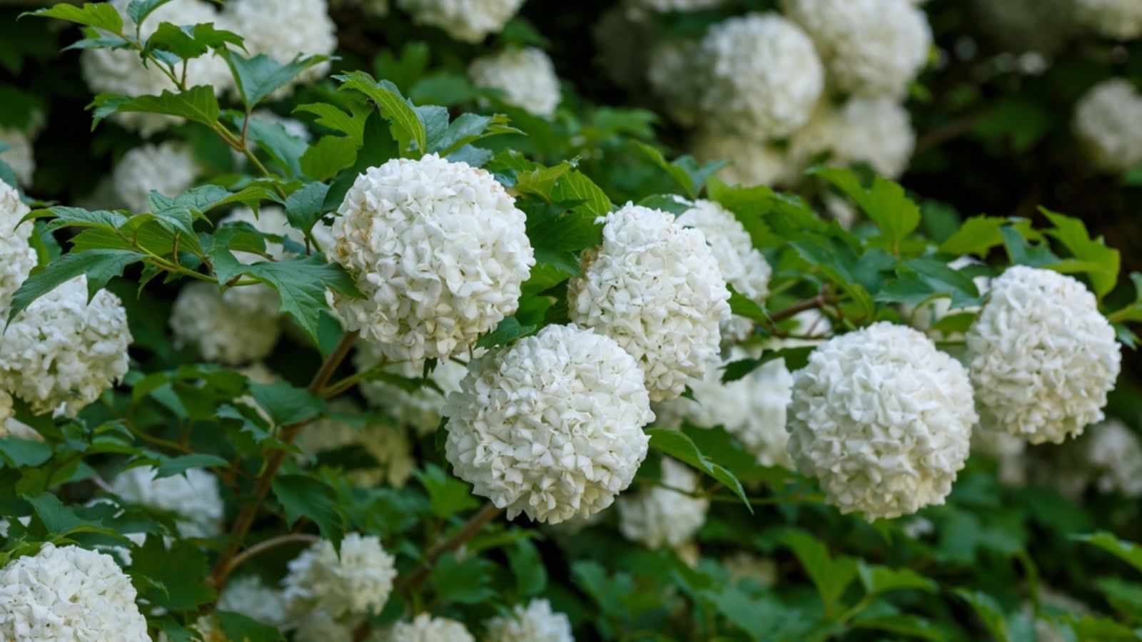Viburnum