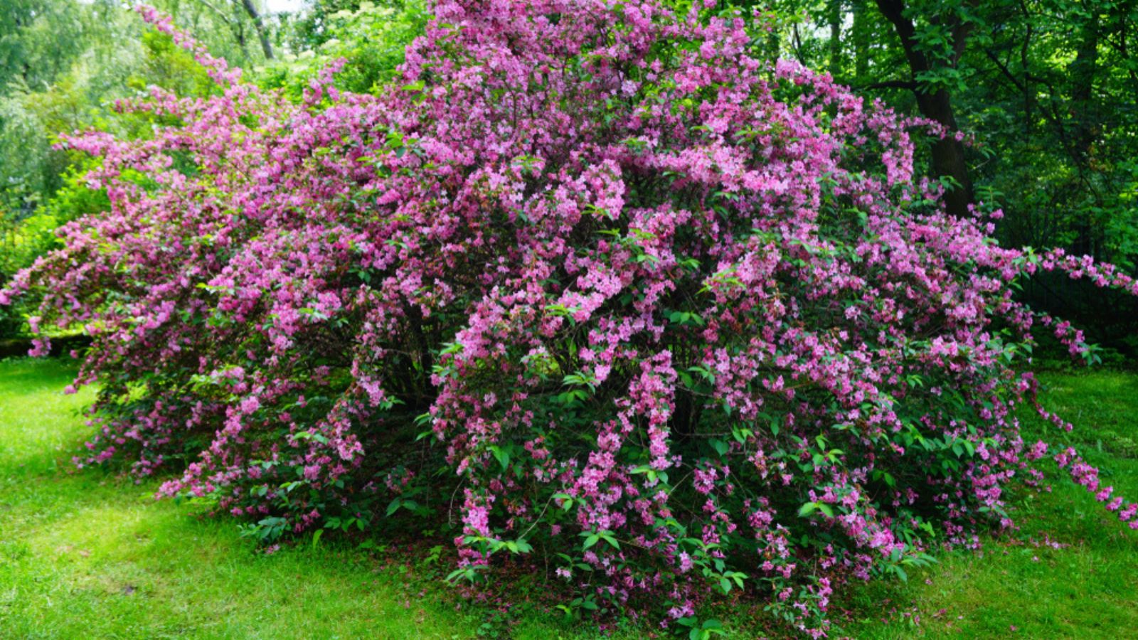 Weigela