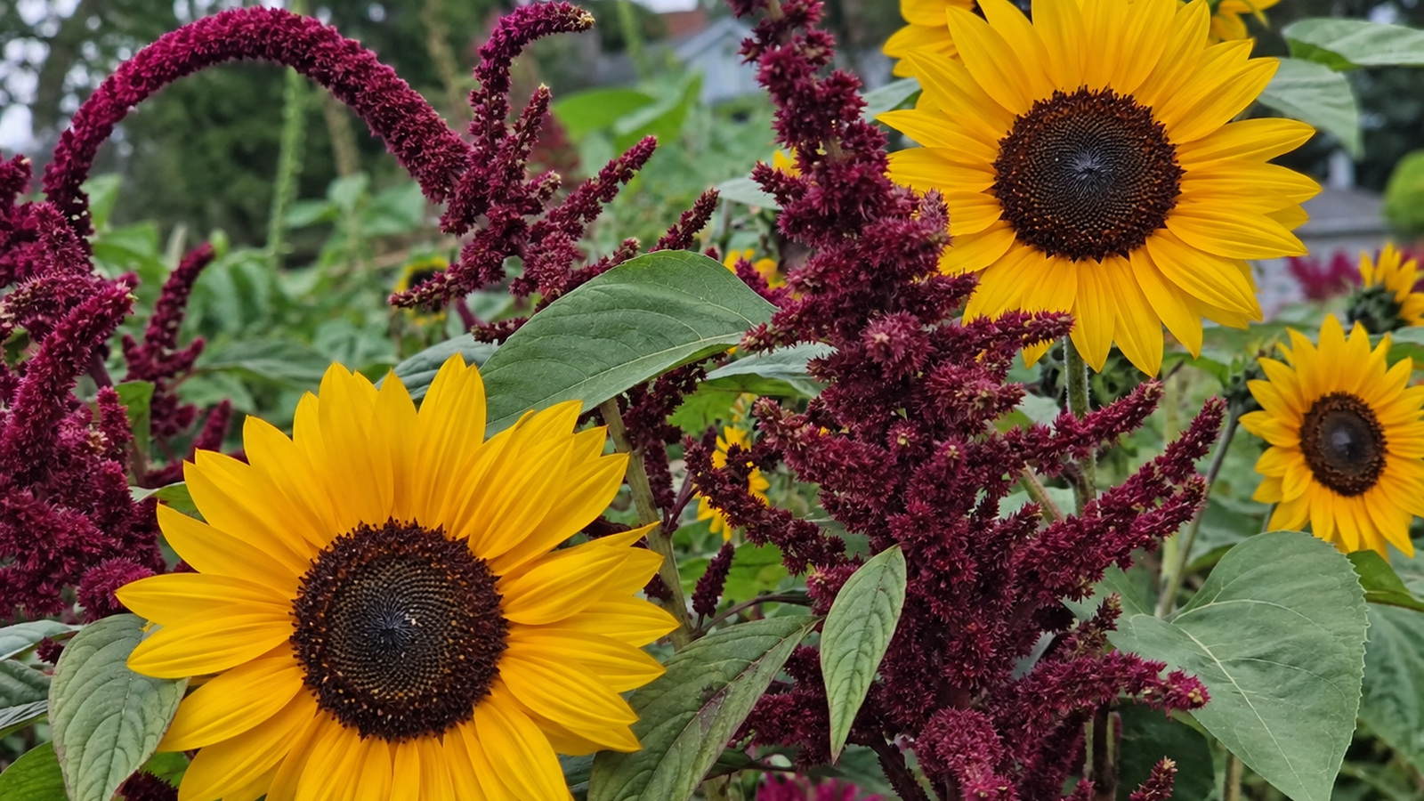 Tall red amaranth flower heads growing beside yellow sunflowers in a garden