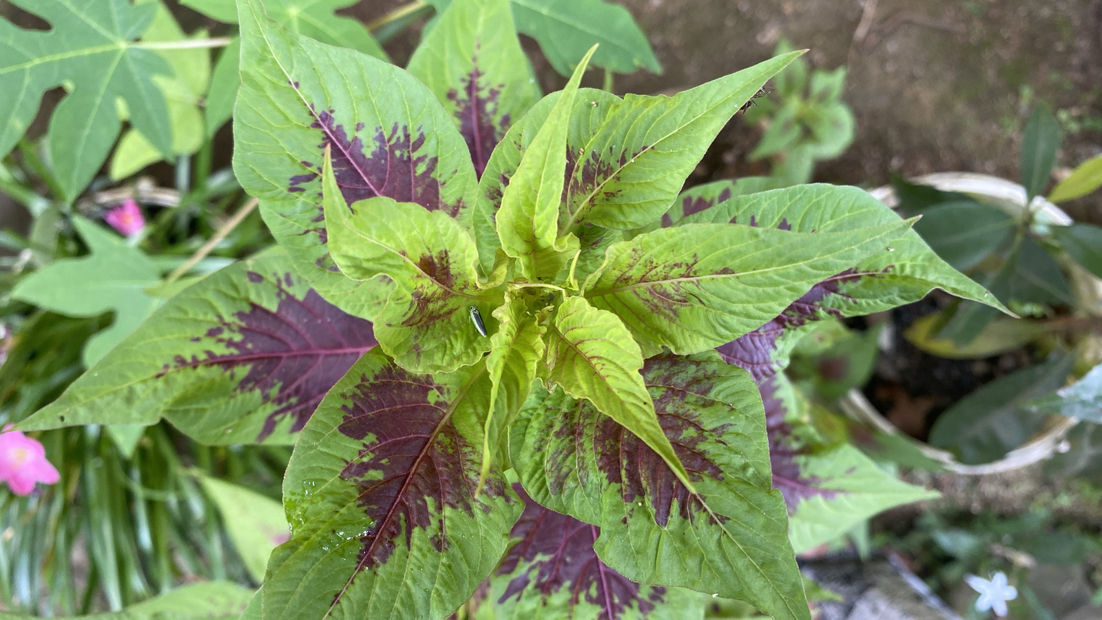 Green and purple leaves of an Amaranthus tricolor plant growing in a garden