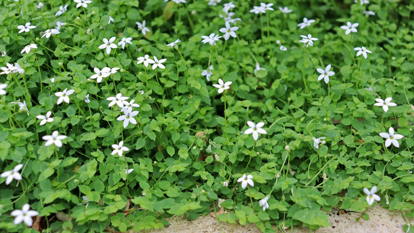 Blue star creeper forming a green mat with tiny pale flowers beside paving
