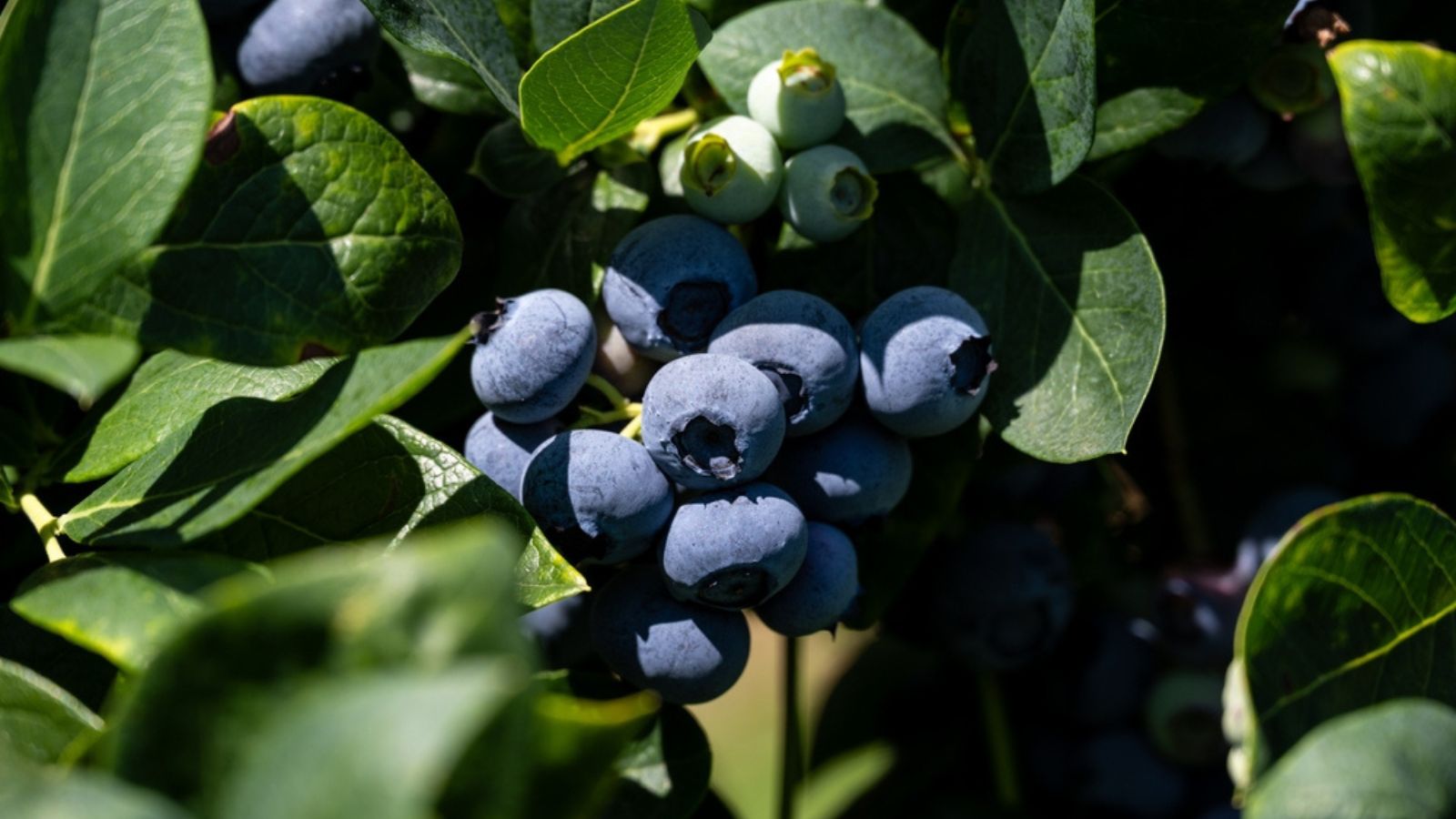 blueberries