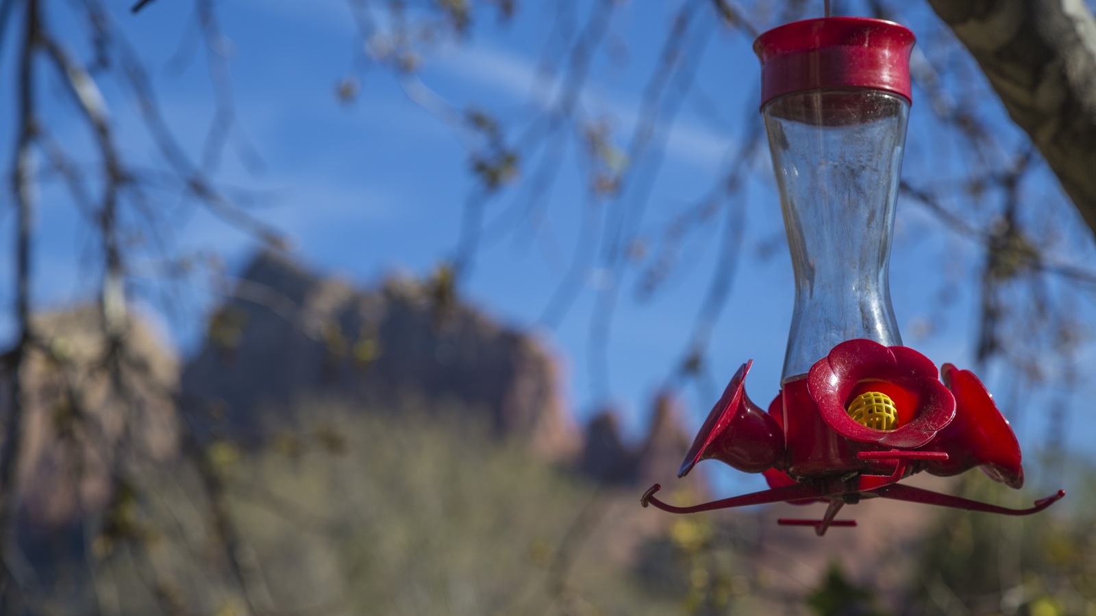 A bottle-style hummingbird feeder with red flower-shaped ports and yellow bee guards
