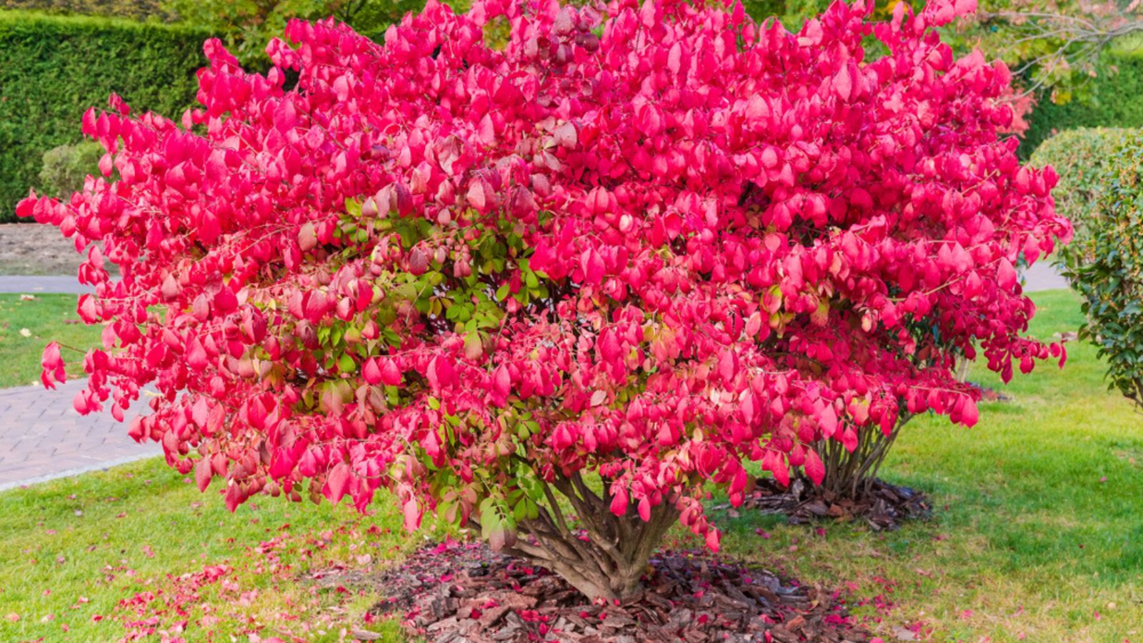burning bush