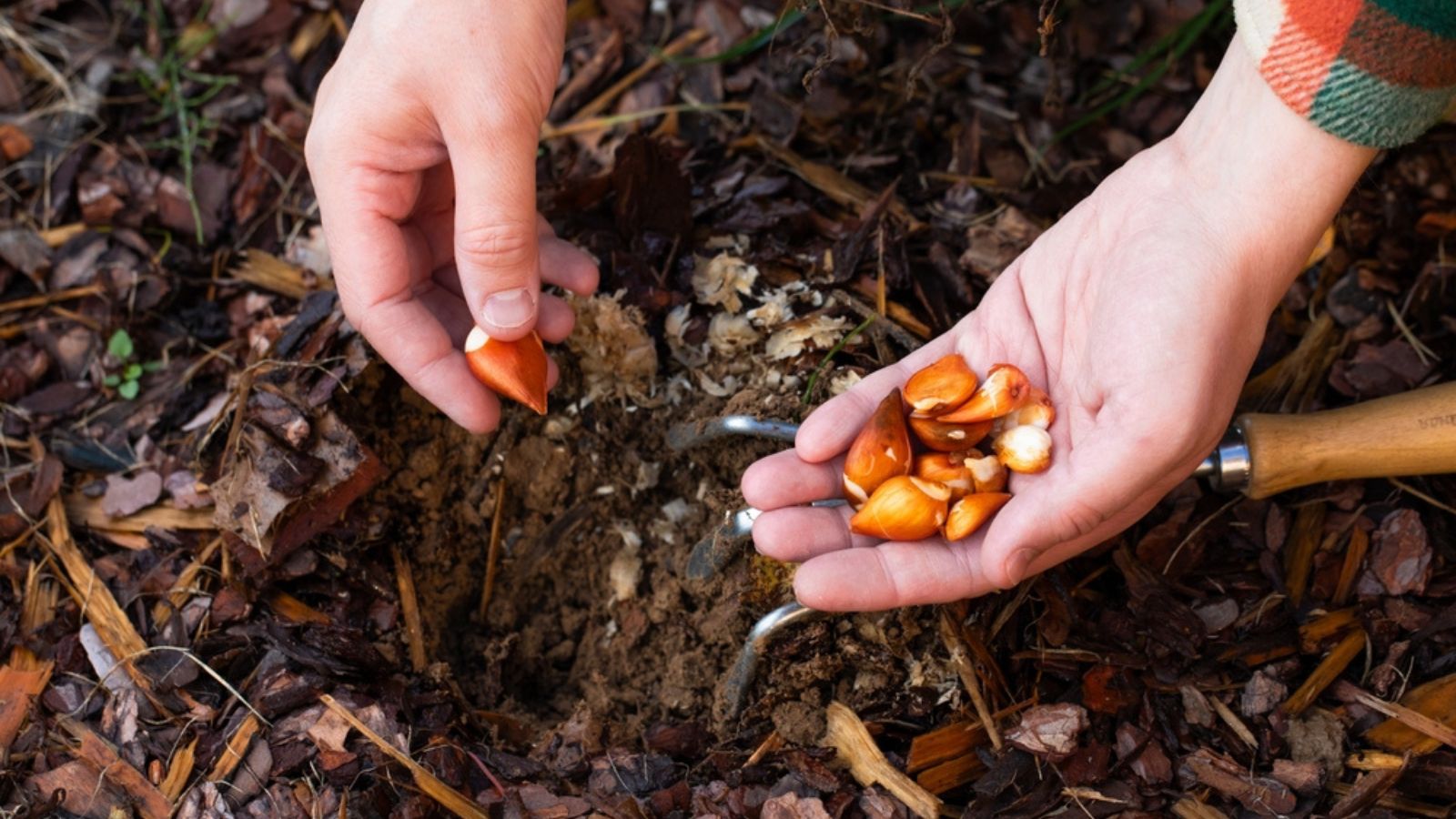 burying tulip bulbs