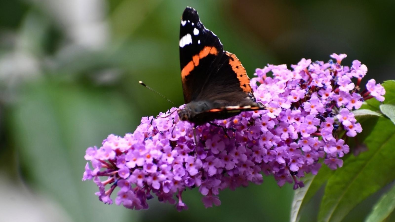 butterfly bush