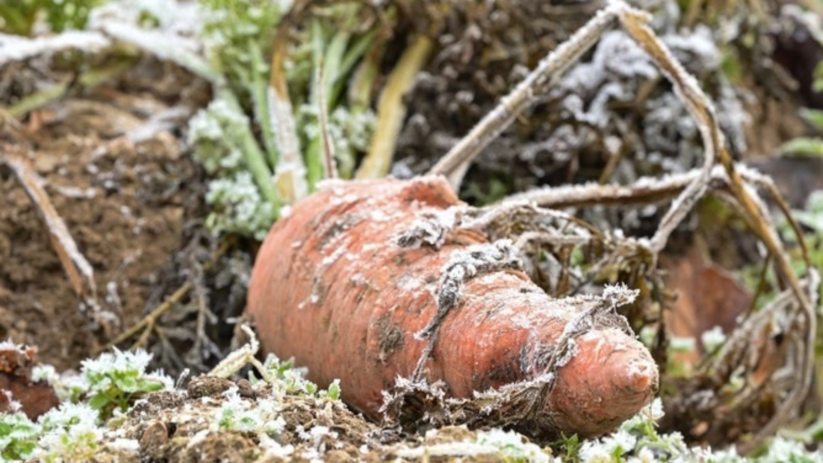 carrots covered in frost