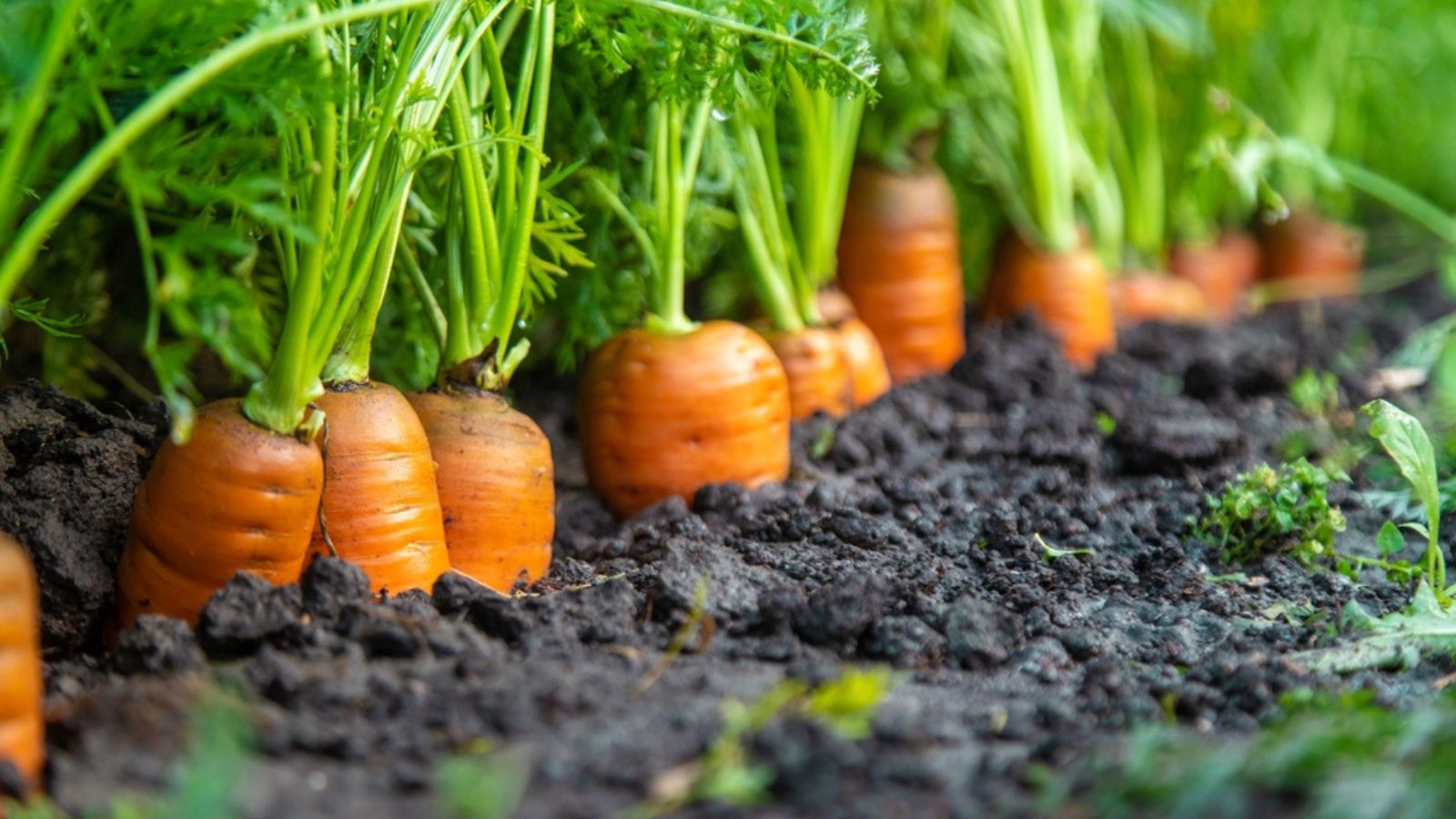 carrots fully grown in ground
