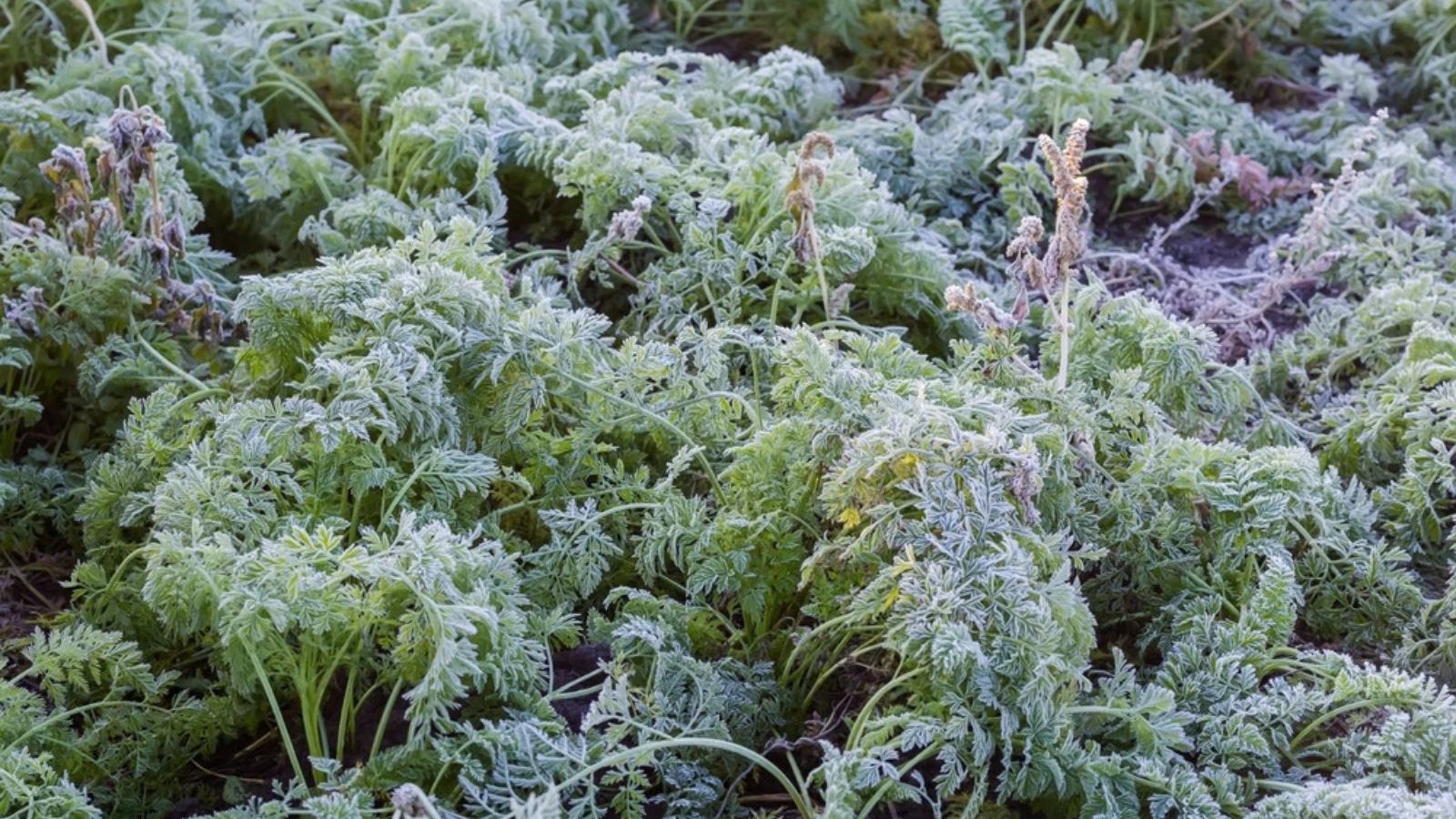 carrots growing covered in frost