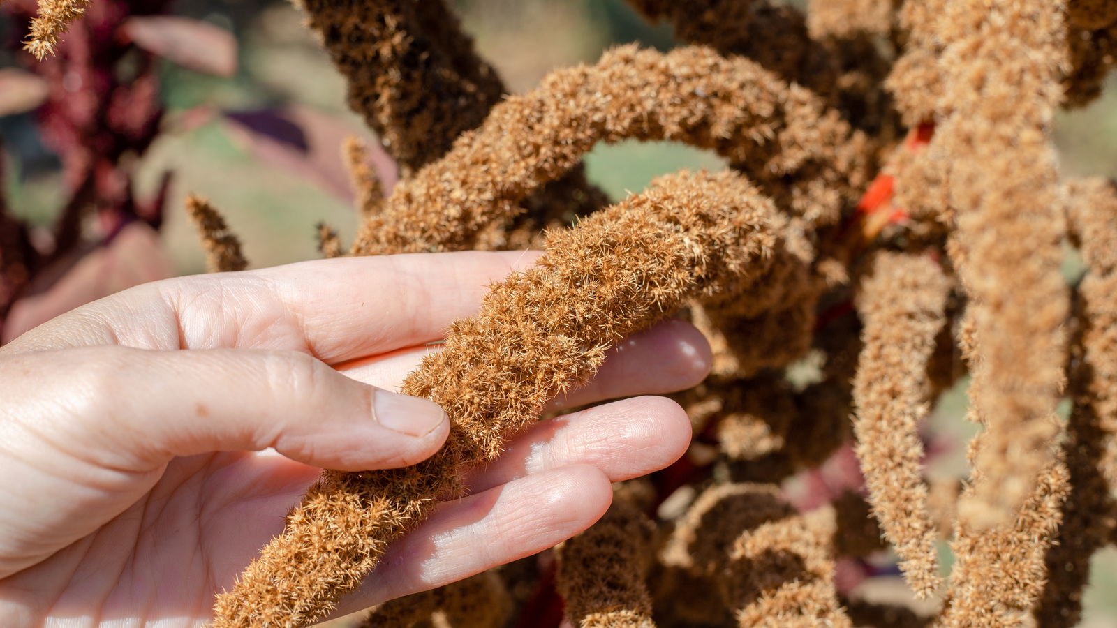Hand gently holding a golden-brown amaranth seed head on the plant