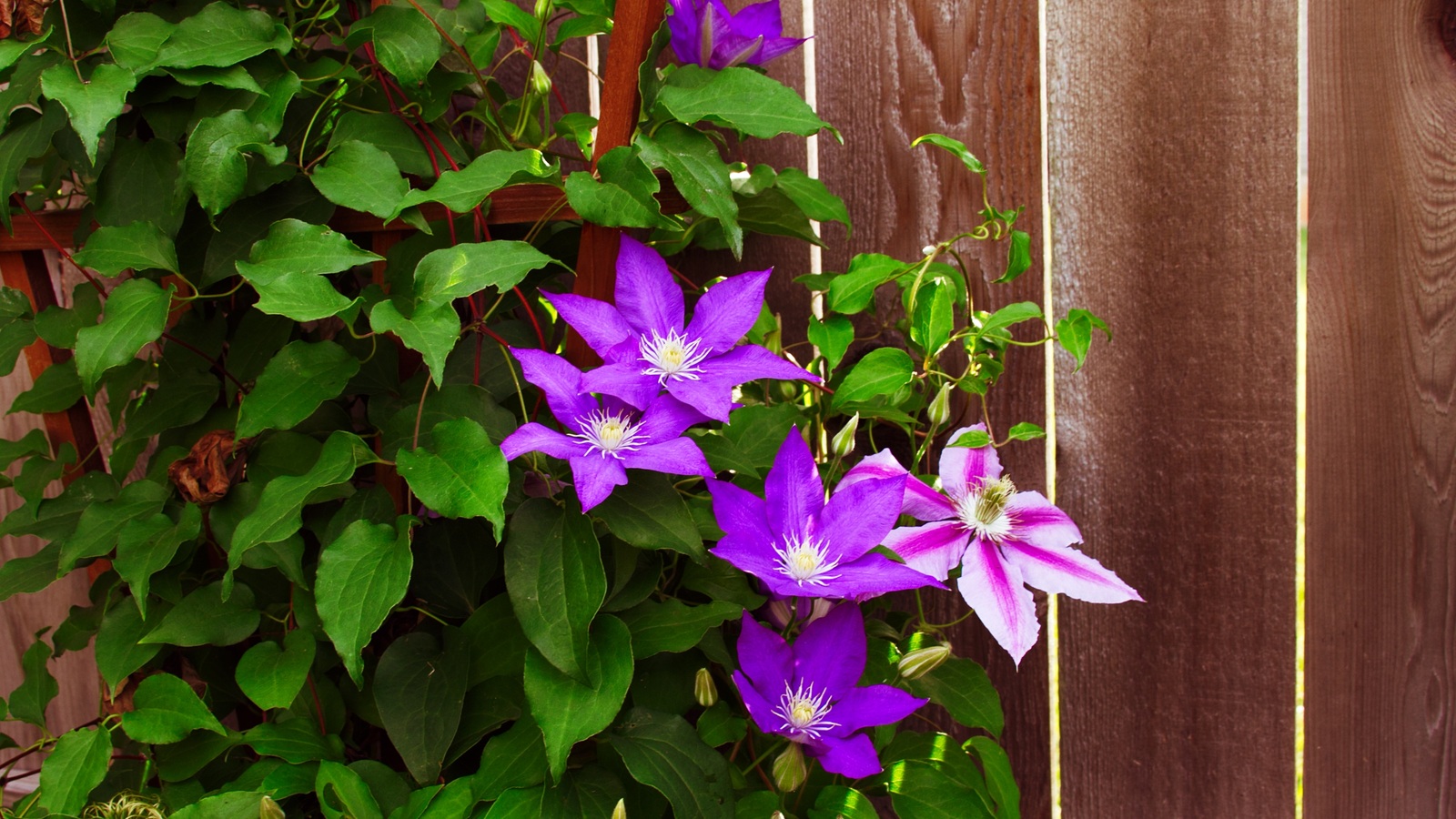 Purple clematis flowers climbing against a wooden garden fence
