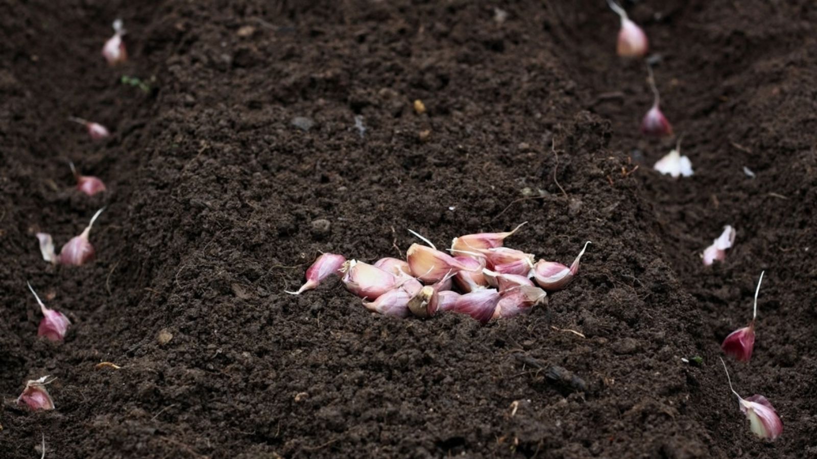 cloves of garlic ready for planting