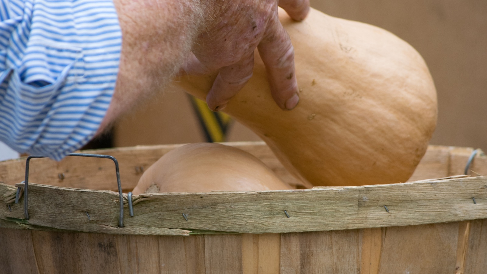 A hand setting a harvested butternut squash into a wooden basket