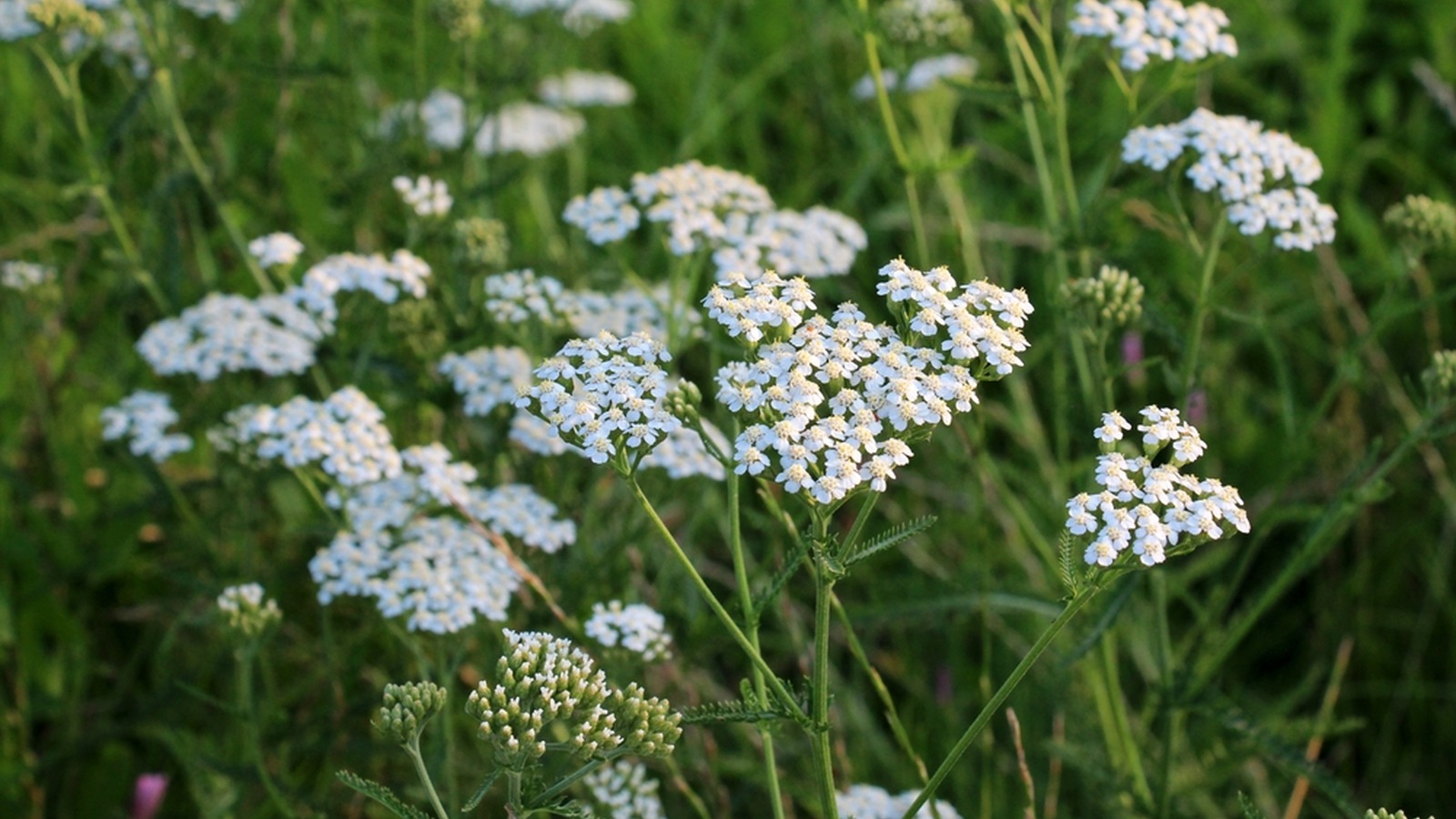Flat clusters of white common yarrow flowers above finely divided foliage
