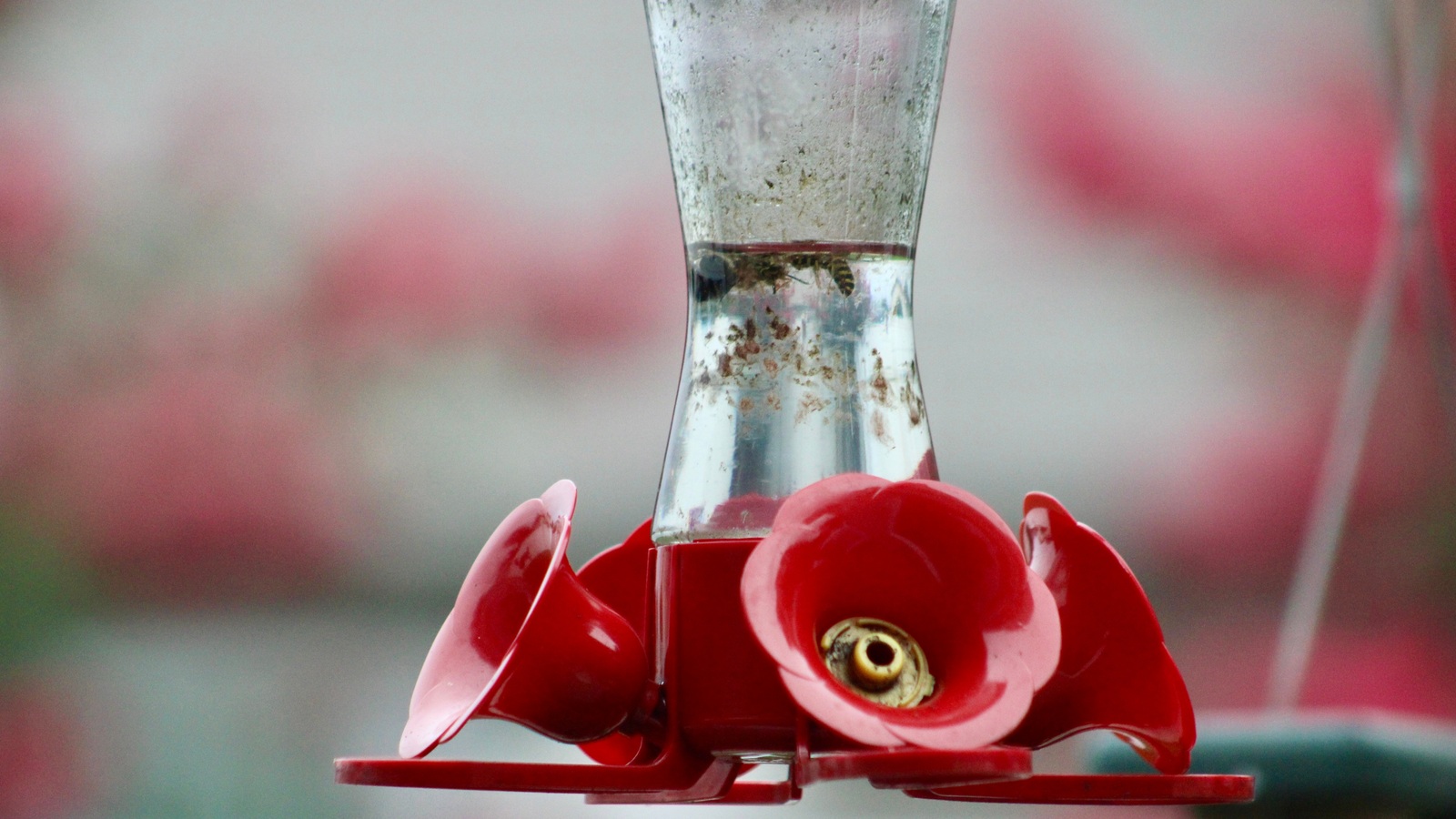 A dirty hummingbird feeder with residue and dead insects inside the reservoir